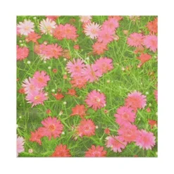 Juvale 100 Pack Pink Daisy Floral Disposable Luncheon Paper Napkins 6.5" For Birthday Summer Party Decorations 9 Juvale 100 Pack Pink Daisy Floral Disposable Luncheon Paper Napkins 6.5" For Birthday Summer Party Decorations -Juvale GUEST 0d961460 a97f 43d8 985c 72033a9e0cb2