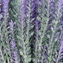 Juvale 12 Bundles Artificial Lavender Flowers For Bouquets, Fake Wild Stems For Wedding, Faux Table Centerpieces (14x2x3 In) 11 Juvale 12 Bundles Artificial Lavender Flowers For Bouquets, Fake Wild Stems For Wedding, Faux Table Centerpieces (14x2x3 In) -Juvale GUEST 1e1b37a0 f897 4ca8 8c64 8105a4d6aca5