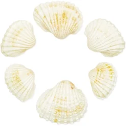 200 Counts Clam Seashells, Beach Ocean Marine Sea Shells For DIY Crafts Home Wedding Birthday Baby And Bridal Shower Décor, White -Juvale GUEST 39cf7770 0c82 48b3 88b5 a6541945f0c4