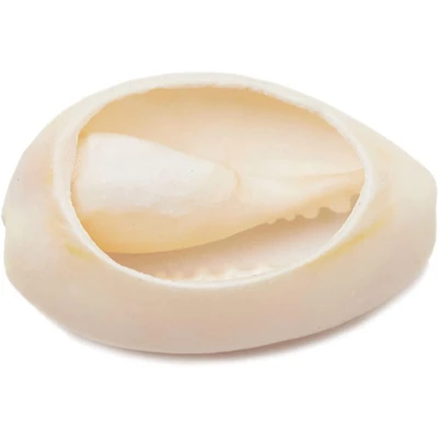 Juvale Cowrie Sea Shells For Jewelry Making, DIY Crafts (150 Count) 3 Juvale Cowrie Sea Shells For Jewelry Making, DIY Crafts (150 Count) - Image 3