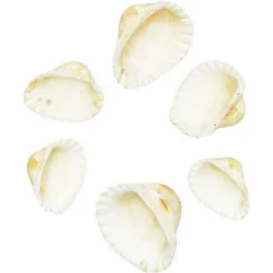 200 Counts Clam Seashells, Beach Ocean Marine Sea Shells For DIY Crafts Home Wedding Birthday Baby And Bridal Shower Décor, White -Juvale GUEST 8e333038 e75e 4d29 b7dc 6b79d00381d8