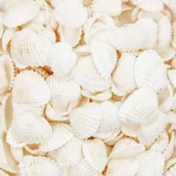200 Counts Clam Seashells, Beach Ocean Marine Sea Shells For DIY Crafts Home Wedding Birthday Baby And Bridal Shower Décor, White -Juvale GUEST 91fdd5f6 dade 45ff a9f1 1a6b80c7baed