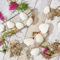 200 Counts Clam Seashells, Beach Ocean Marine Sea Shells For DIY Crafts Home Wedding Birthday Baby And Bridal Shower Décor, White