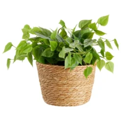 Juvale 3 Piece Seagrass Planter Pots Set With Plastic Lining, 3 Woven Baskets For Indoor & Outdoor Plants, 3 Sizes -Juvale GUEST f42cfe1a fdff 4e1a 9eac e43c8b177f4e